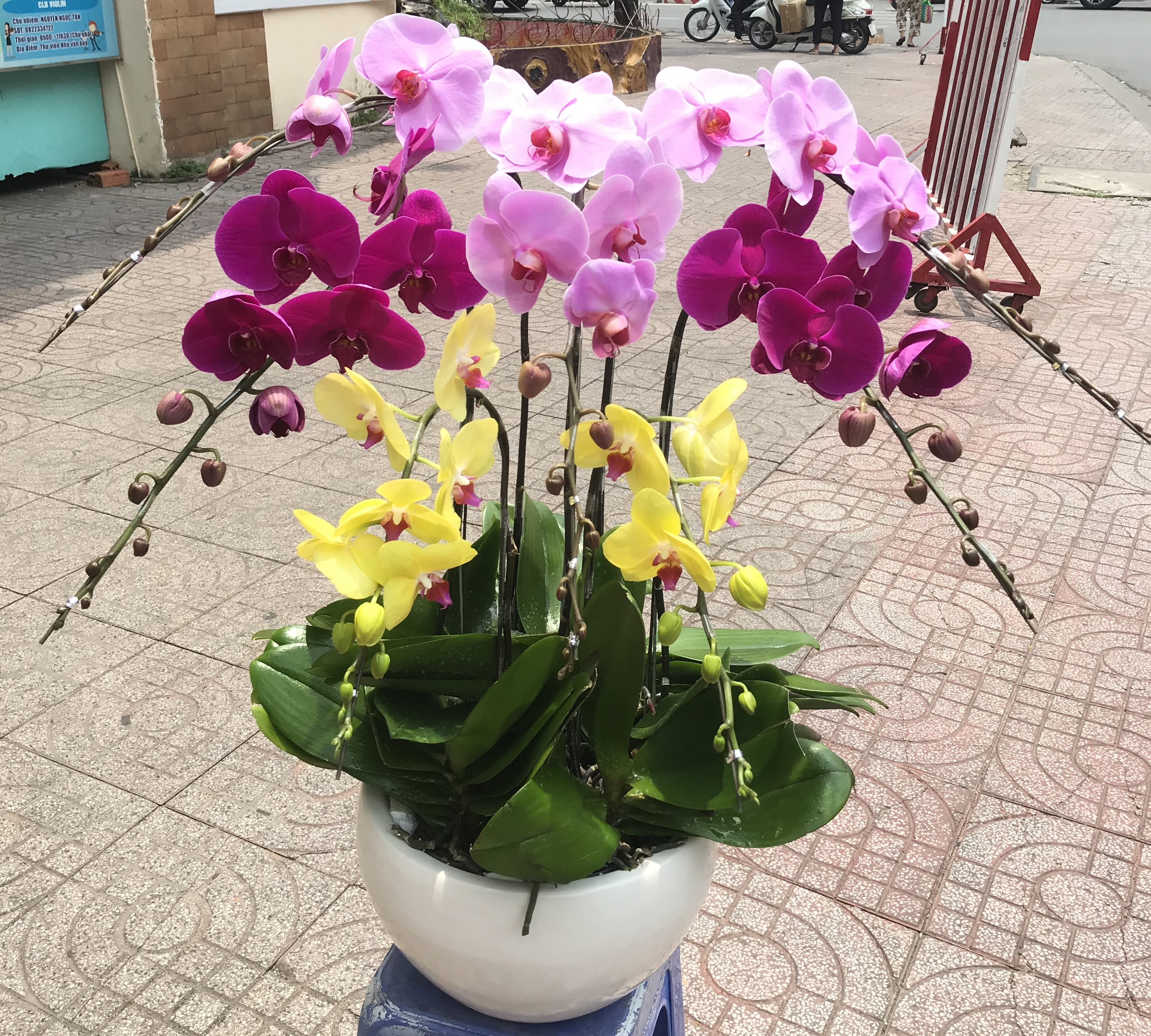 Hoa Lan Khai Trương 00123